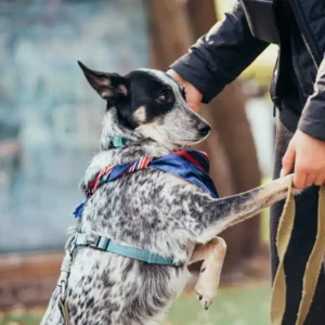 Security Dog Handler Awareness Course